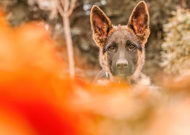 Autumn German Shepherd