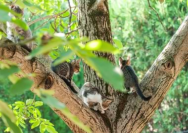 Cats on the tree