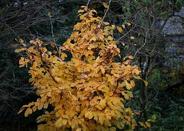 Amsterdam city tripping