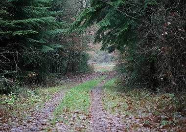 Forest exploring Germany