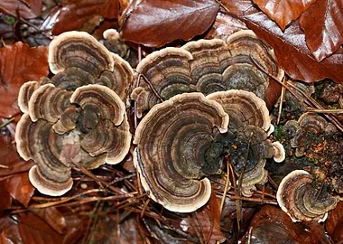 Wild forest mushroom macro