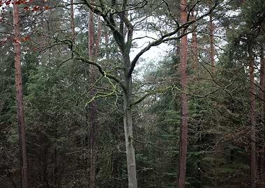 Forest exploring Germany