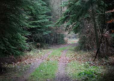Forest exploring Germany