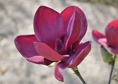 Magnolia Flower