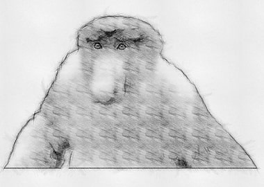 Monkey Pencil Drawing Art