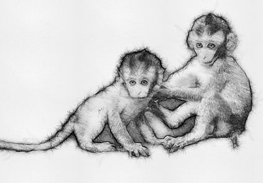 Monkey Pencil Drawing Art