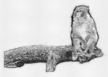 Monkey Pencil Drawing Art