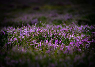 Heather