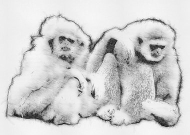 Monkey Pencil Drawing Art