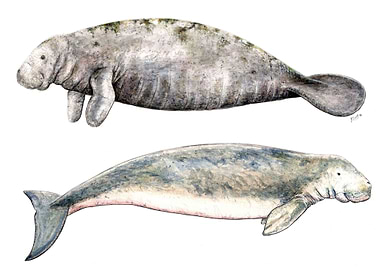 Sea cows Manatee Dugong