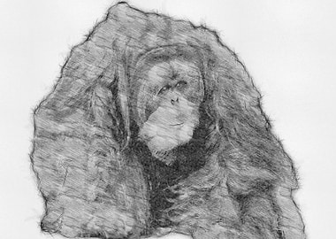 Monkey Pencil Drawing Art
