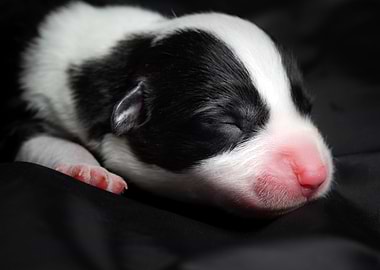 Welsh Corgi Cardigan