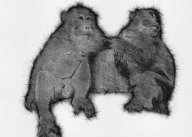 Moneky Sketch Drawing Arts