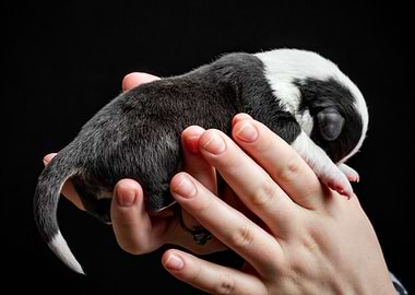 Welsh Corgi Cardigan