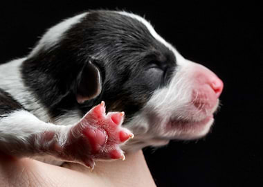 Welsh Corgi Cardigan