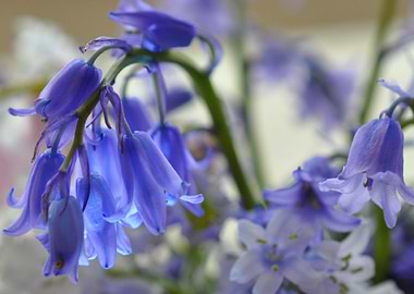 pretty bluebells