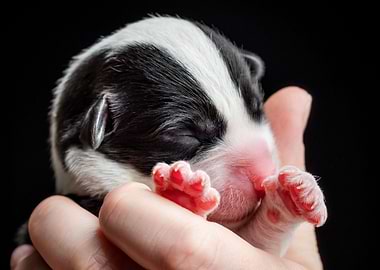 Welsh Corgi Cardigan