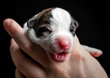 Welsh Corgi Cardigan