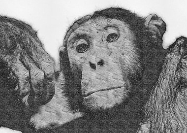 Moneky Sketch Drawing Arts