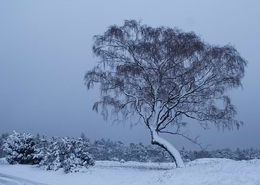 Snowy Tree