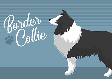 Border collie