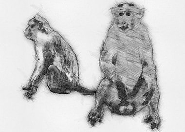 Monkey Pencil Sketch Draw