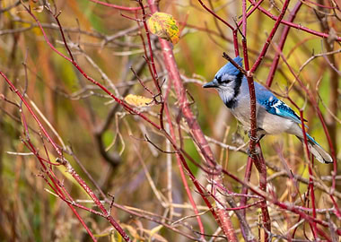 Blue Jay