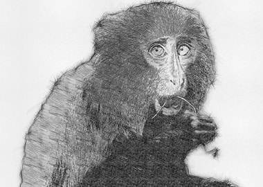 Monkey Pencil Sketch Draw