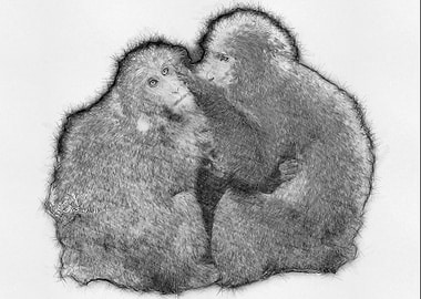 Monkey Pencil Sketch Draw