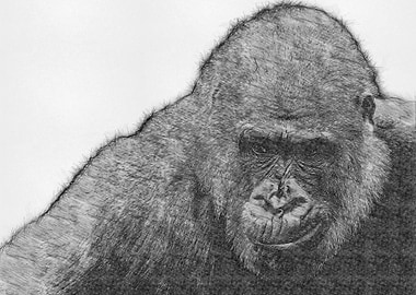 Monkey Pencil Sketch Draw