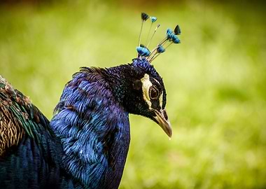 blue fur neck peacock