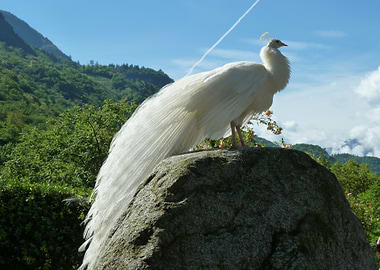 stand up white peacock