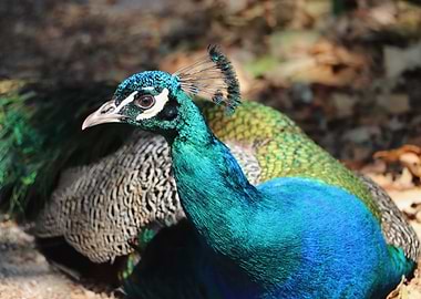 head eye peacock