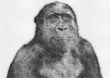Monkey Pencil Sketch Art