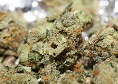 Super lemon kush stuff