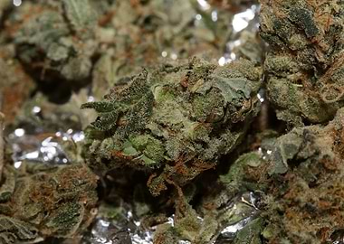 Super lemon kush stuff