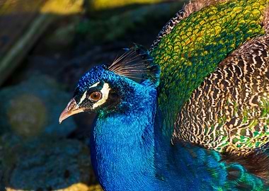 blue neck peacock