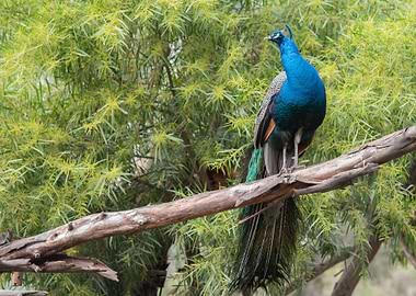 blue tree brown bird