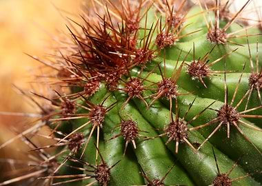 Cactus close up background