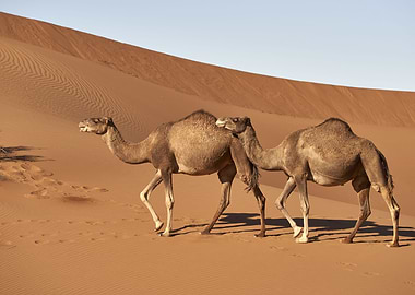 Dromedary Desert