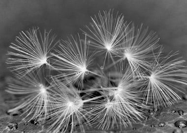 dandelions