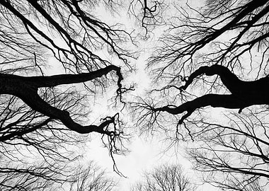 Abstract tree branches