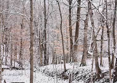 Winter Forest I