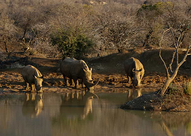Rhino at the water point