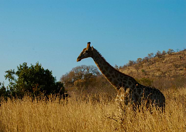 Giraffe walking in grass