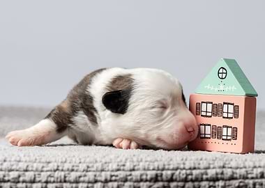 Welsh Corgi Cardigan