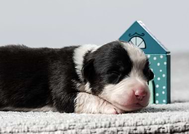 Welsh Corgi Cardigan