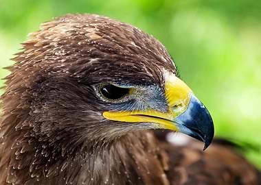 Golden eagle close up