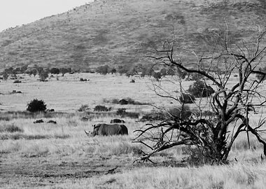 Rhino walking in the grass