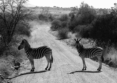 Zebra crossing the road